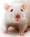 Much of the Medical Research on Diseases That Affect Women Is Conducted Using Male Rodents