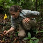 Yale's Liza Comita to Be Honored by the British Ecological Society